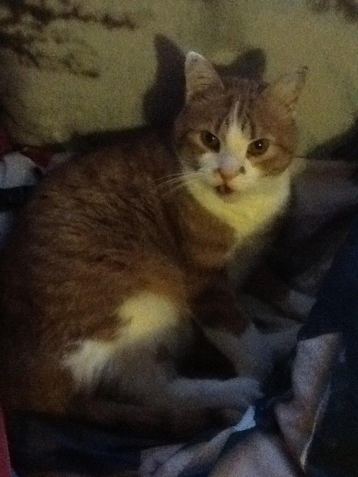 Huskat Garfield billede 24