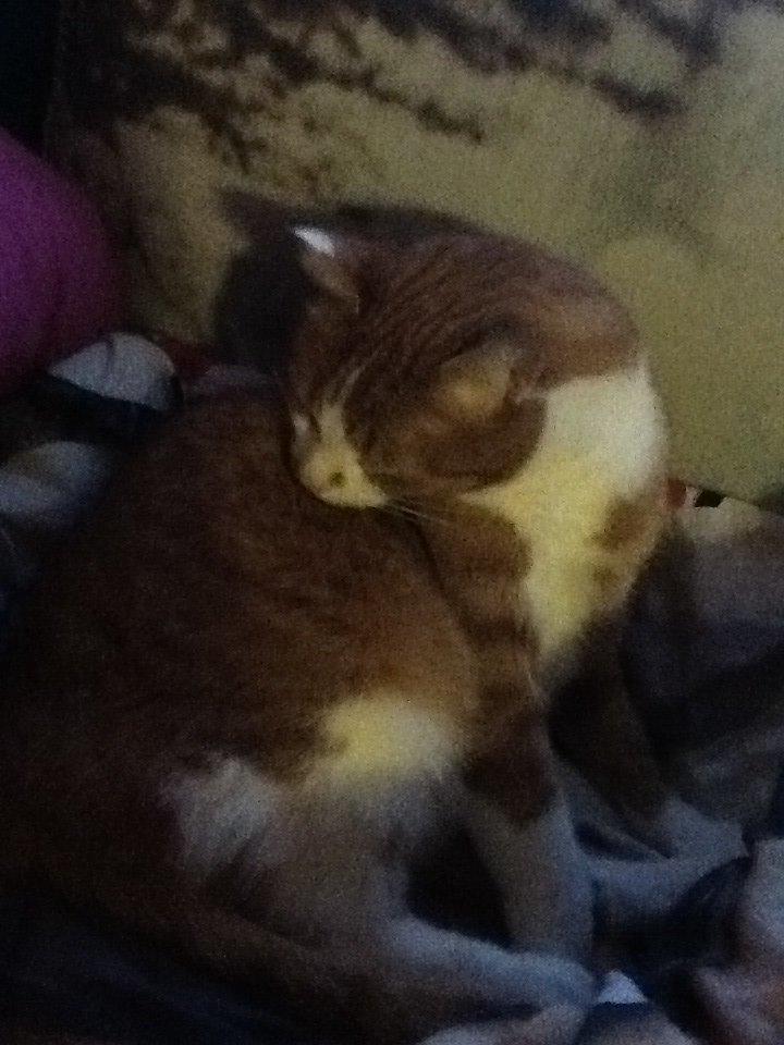 Huskat Garfield billede 25