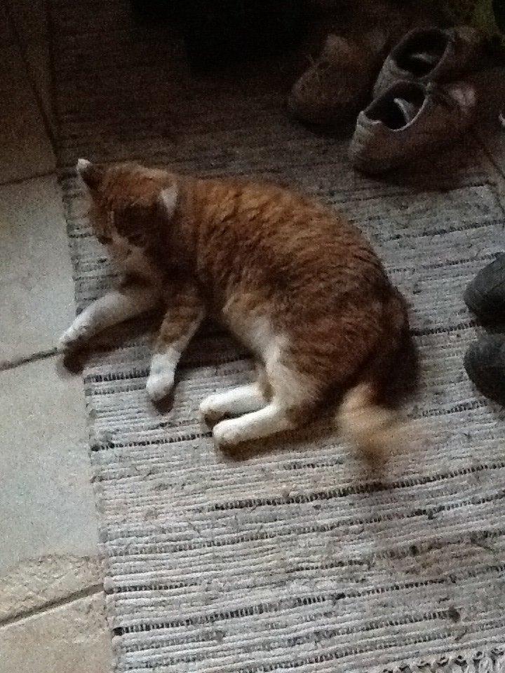 Huskat Garfield billede 26