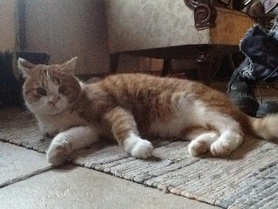 Huskat Garfield billede 27