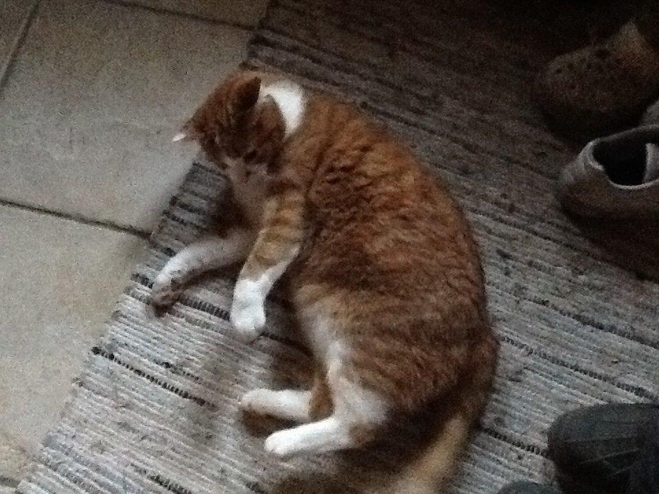 Huskat Garfield billede 28