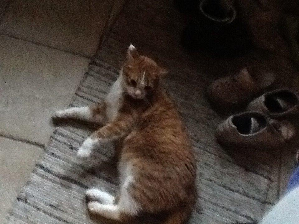 Huskat Garfield billede 29