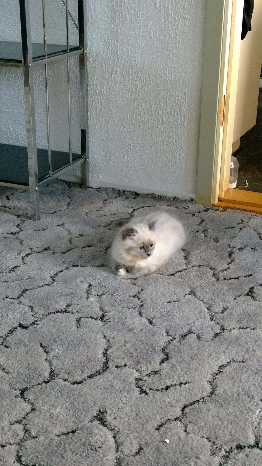 Hellig Birma Zoey - 17. november 2013 - Zoey er lige kommet hjem, og falder hurtigt til og jagter Mischa. billede 1