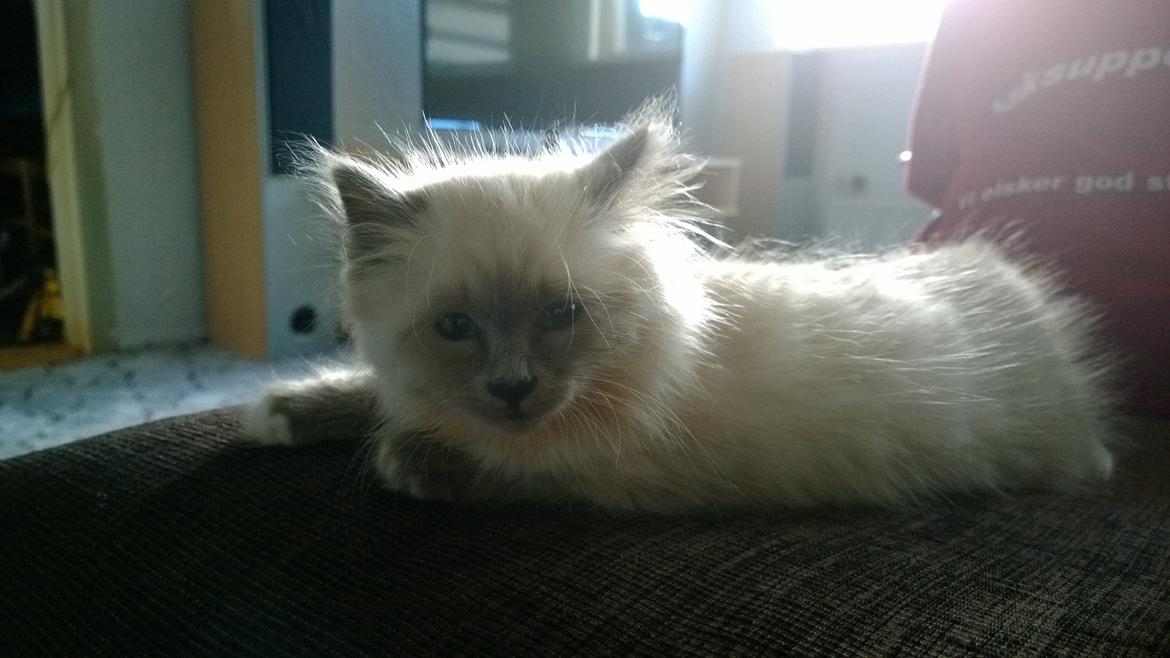 Hellig Birma Zoey - 17. november 2013 billede 2