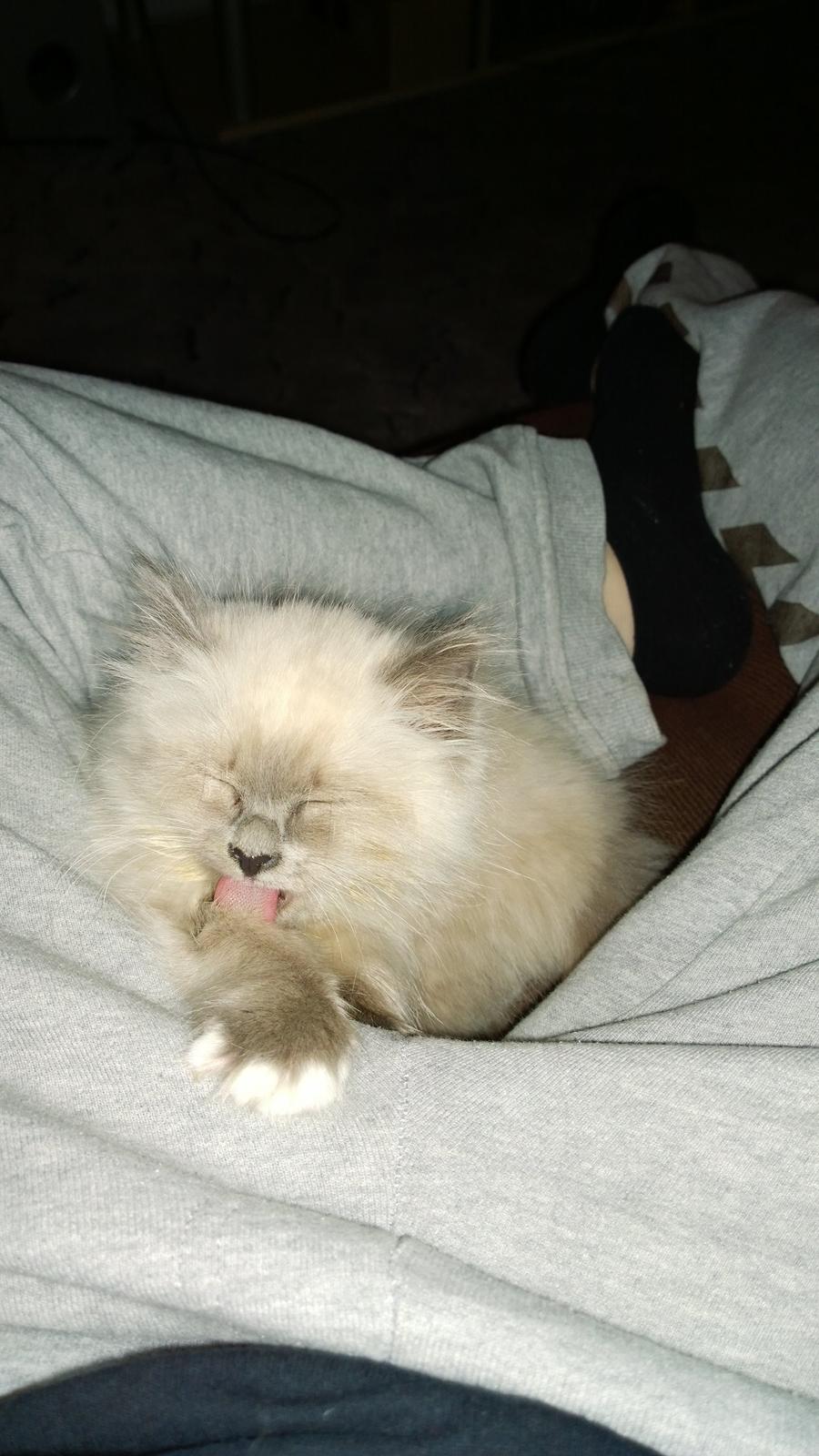 Hellig Birma Zoey - 17. november 2013 billede 3