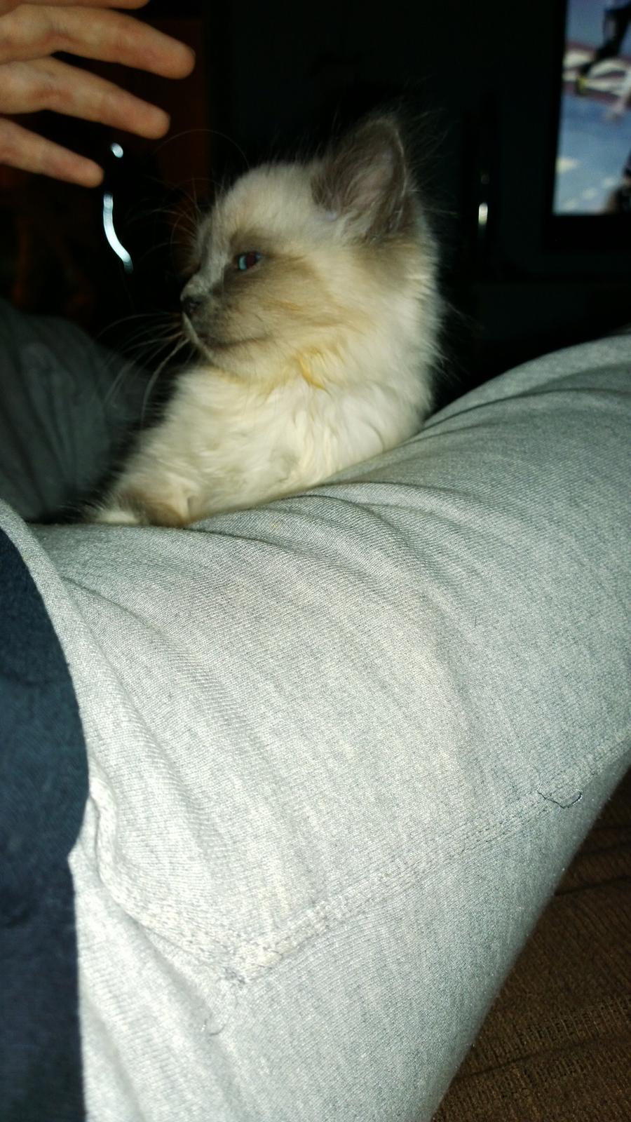 Hellig Birma Zoey - 17. november 2013 billede 4