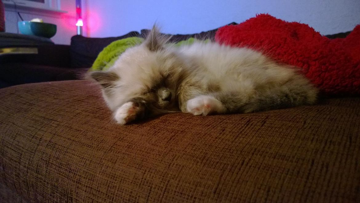 Hellig Birma Zoey - 17. november 2013 billede 5