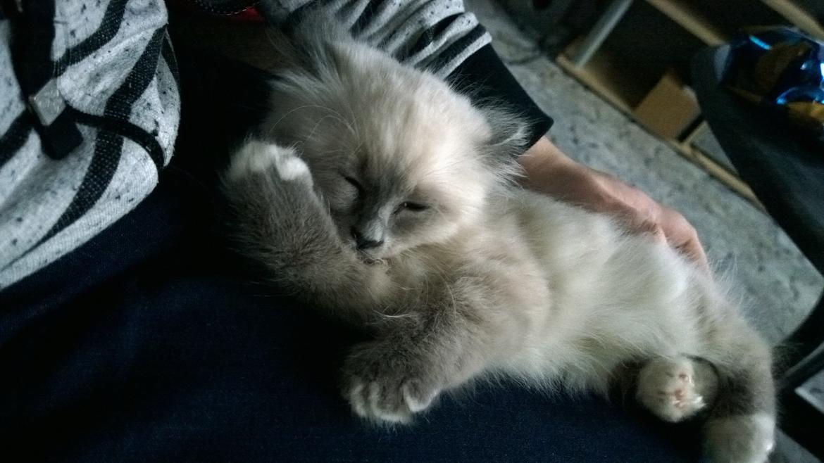 Hellig Birma Zoey - 18. november 2013 billede 6