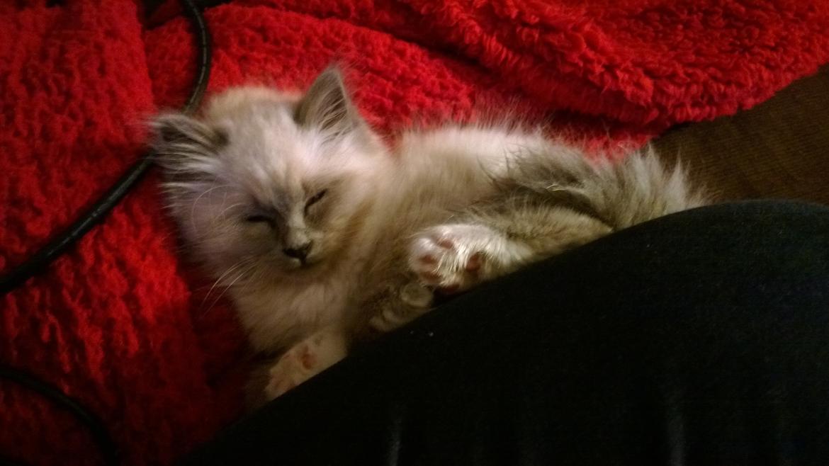 Hellig Birma Zoey - 18. november 2013 billede 7