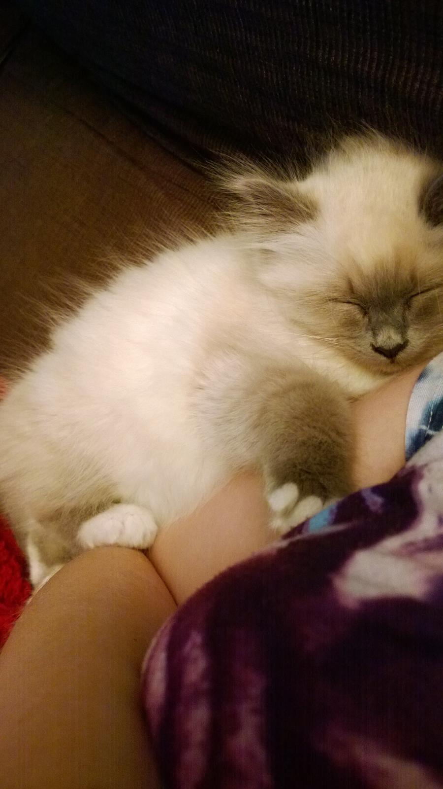 Hellig Birma Zoey - 18. november 2013 - kramme, kramme, kramme. billede 8