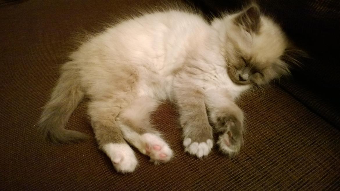 Hellig Birma Zoey - 18. november 2013 billede 9