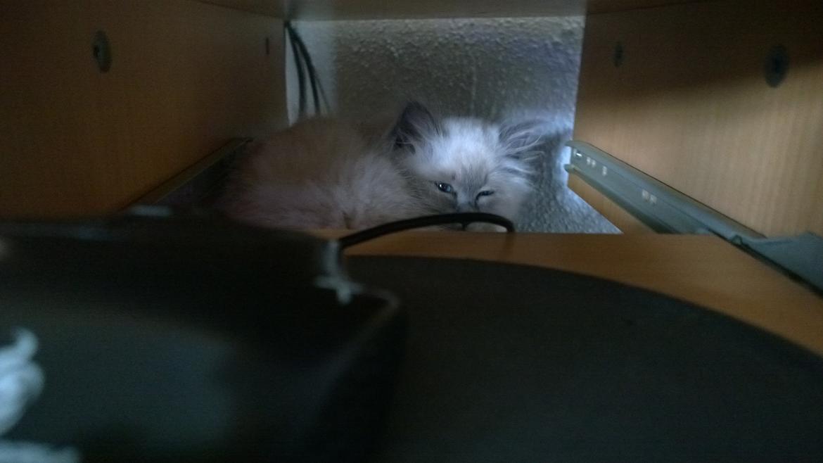 Hellig Birma Zoey - 20. november 2013 - Zoey har fundet et godt og varmt sted, at sove. billede 10