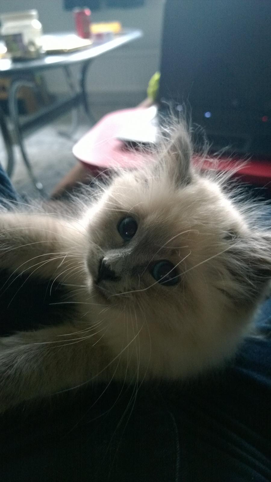 Hellig Birma Zoey - 20. november 2013 billede 11