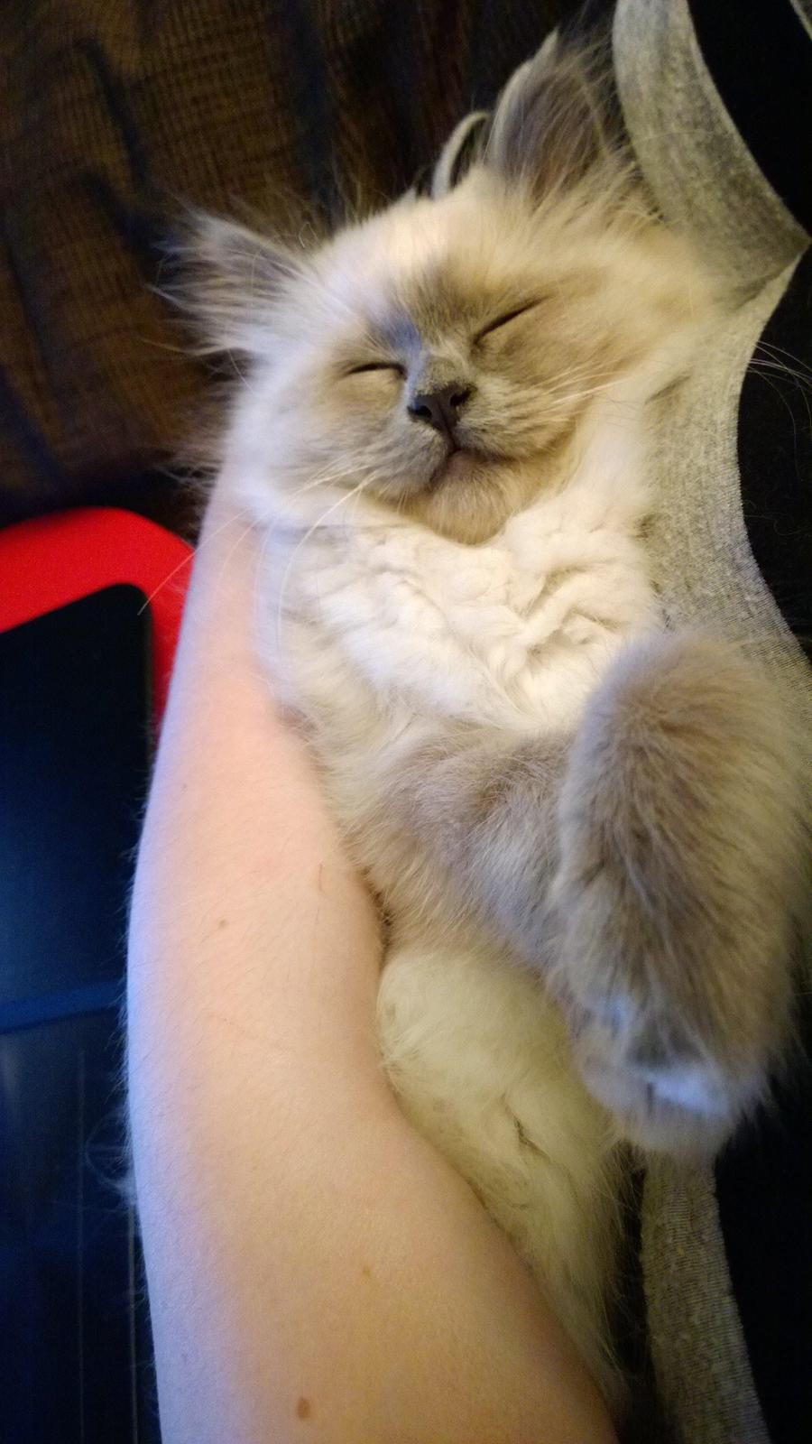 Hellig Birma Zoey - 20. november 2013 billede 12