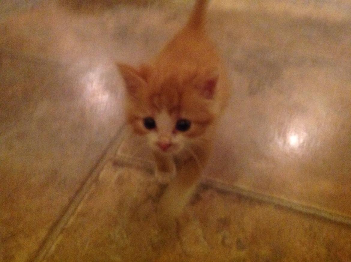 Huskat Sofus billede 2