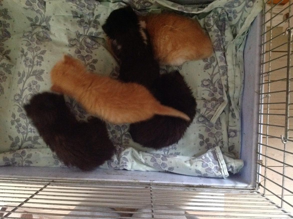 Huskat Sofus billede 1