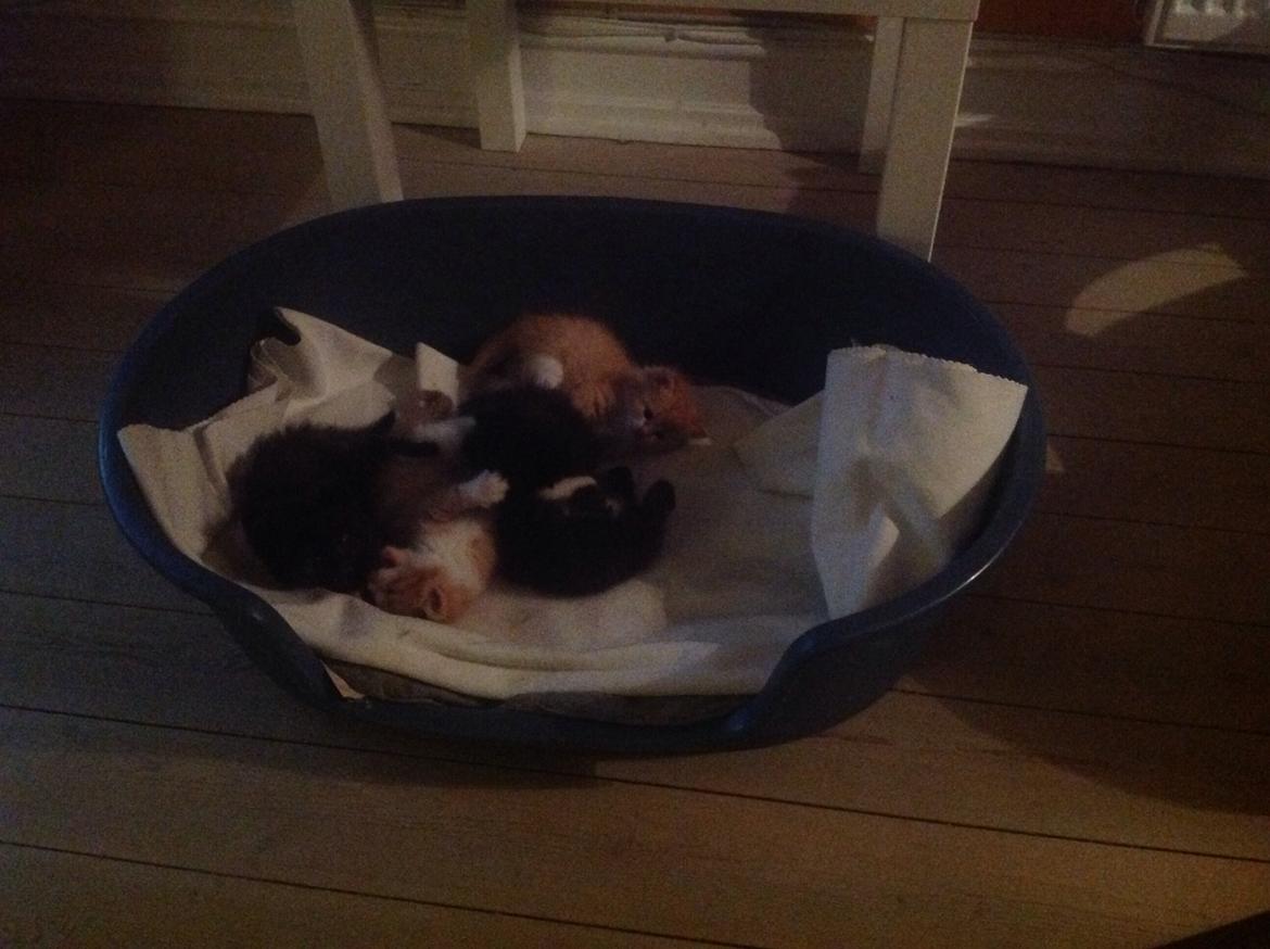 Huskat Sofus billede 3