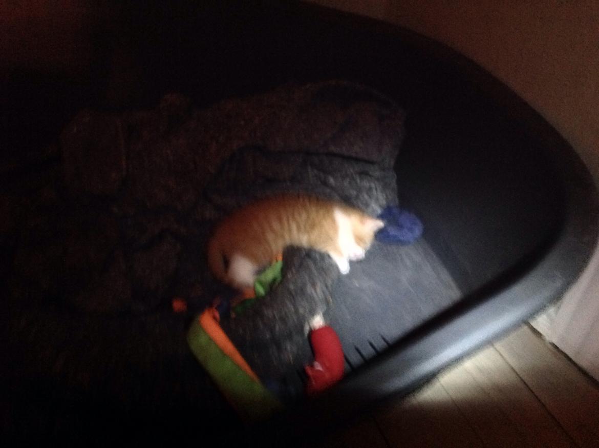 Huskat Sofus billede 4