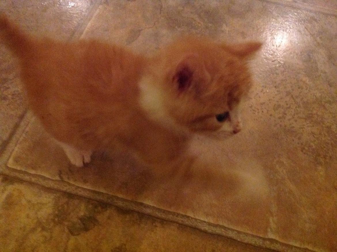 Huskat Sofus billede 5