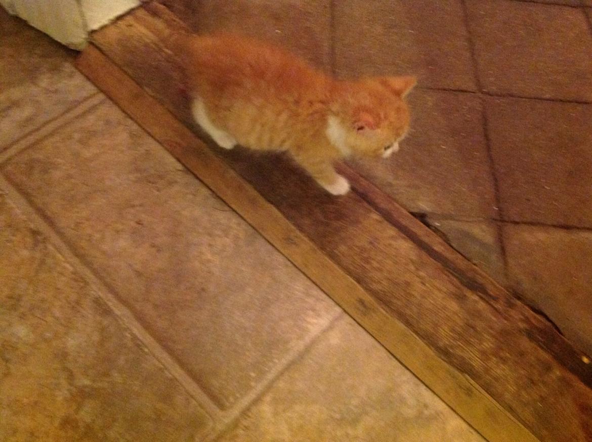 Huskat Sofus billede 6