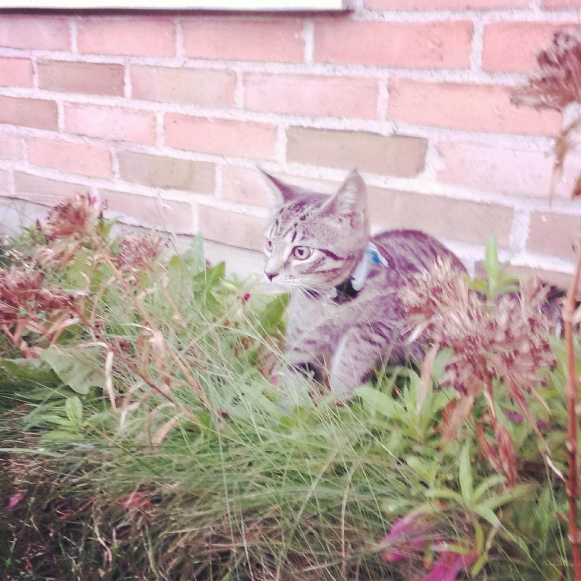 Huskat Mini R.I.P <3 billede 2