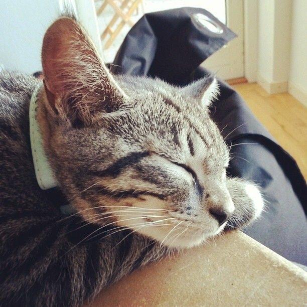 Huskat Mini R.I.P <3 billede 4