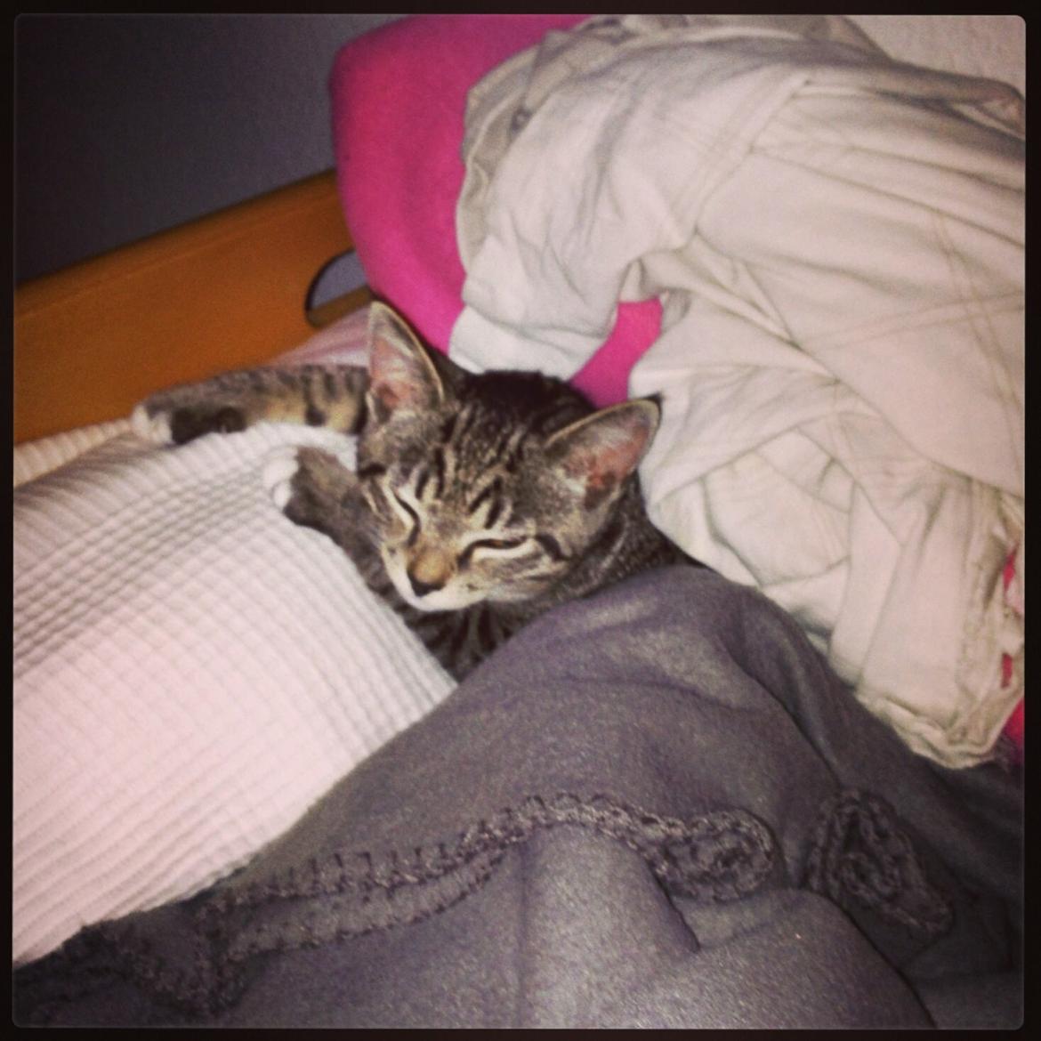 Huskat Mini R.I.P <3 billede 5