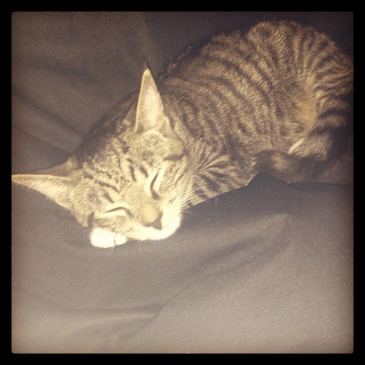 Huskat Mini R.I.P <3 billede 6