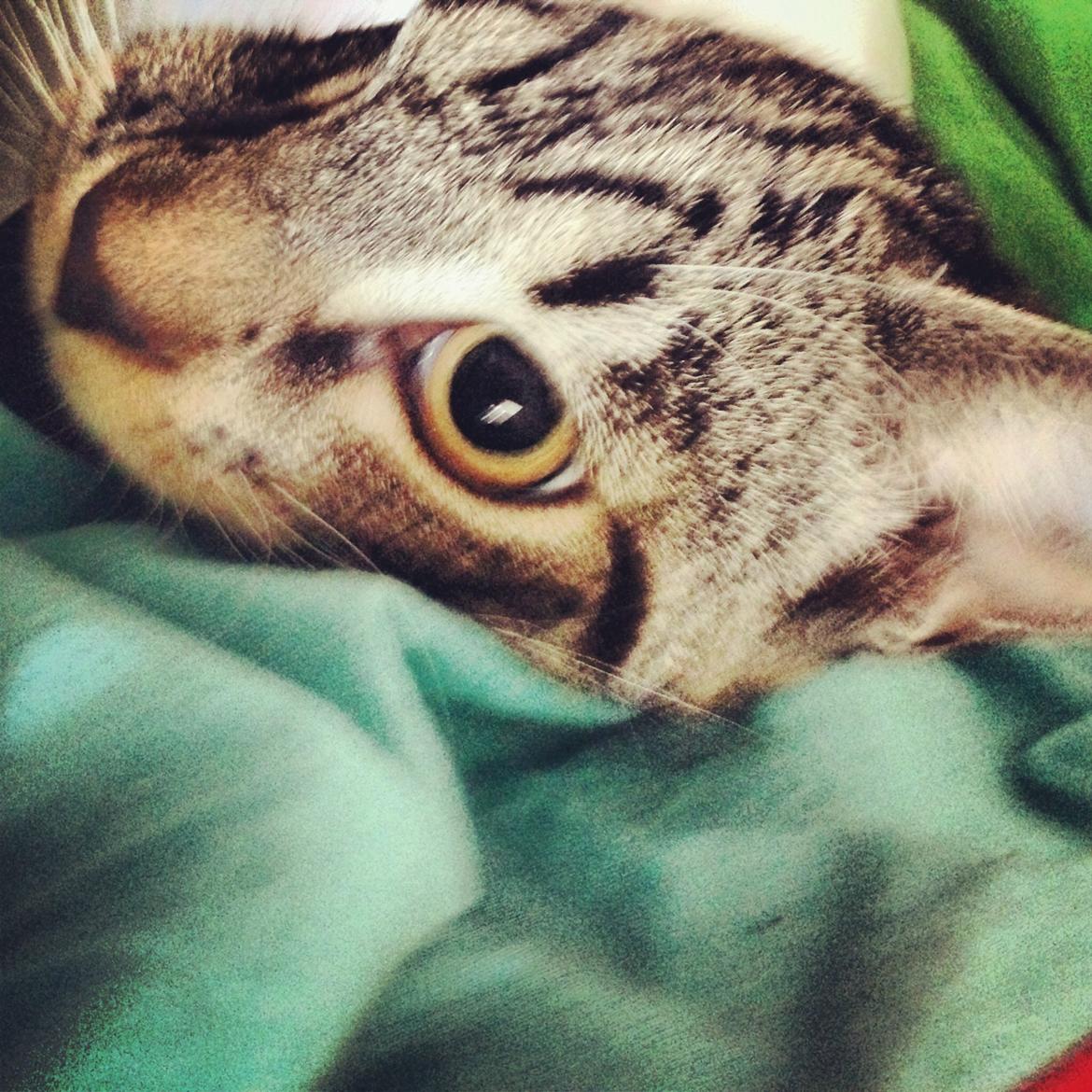 Huskat Mini R.I.P <3 billede 8