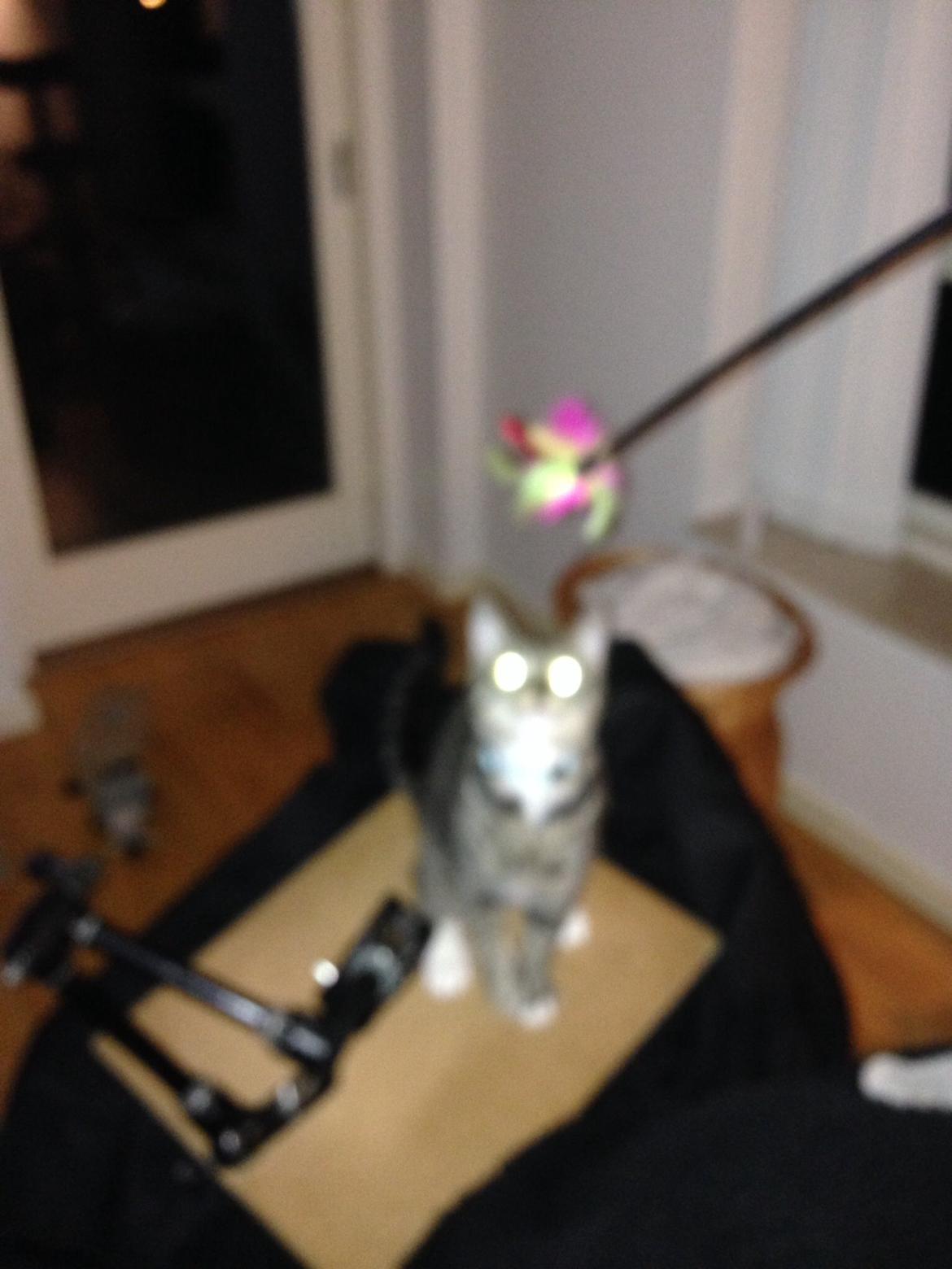 Huskat Mini R.I.P <3 billede 9