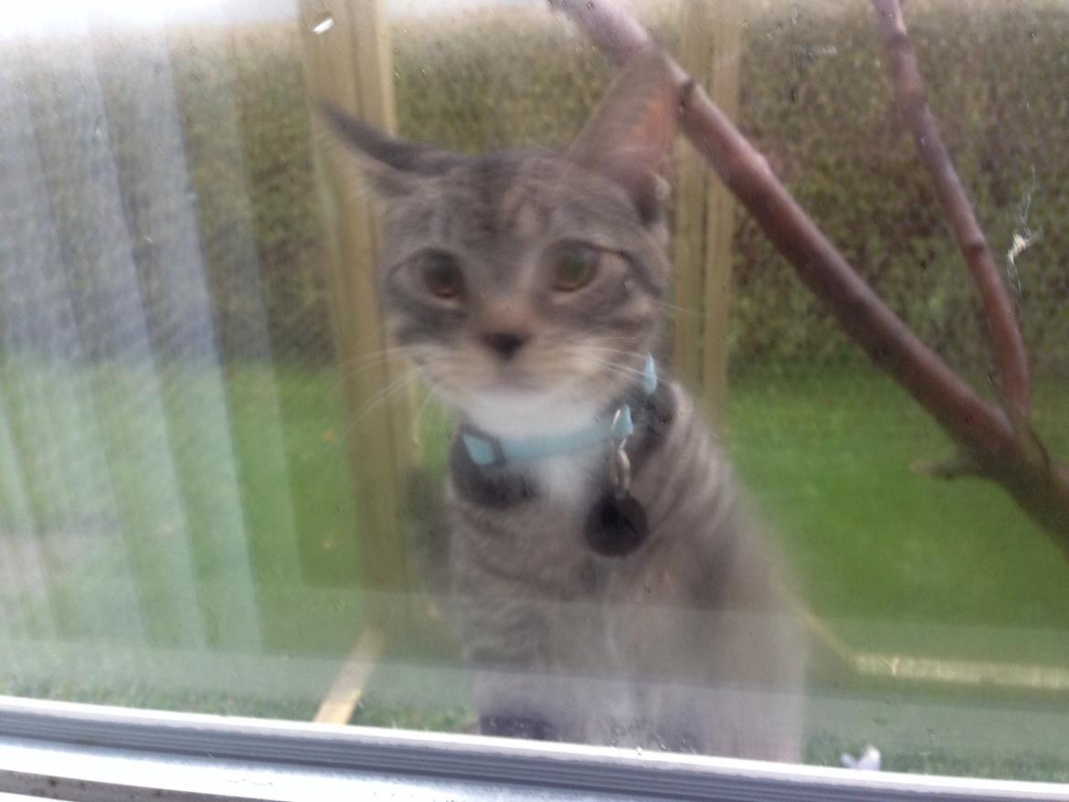 Huskat Mini R.I.P <3 billede 10