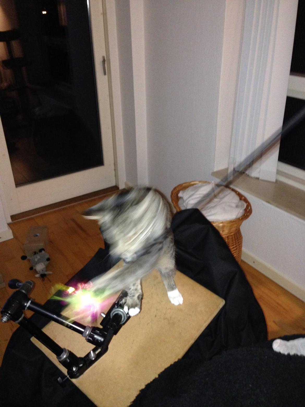 Huskat Mini R.I.P <3 billede 11