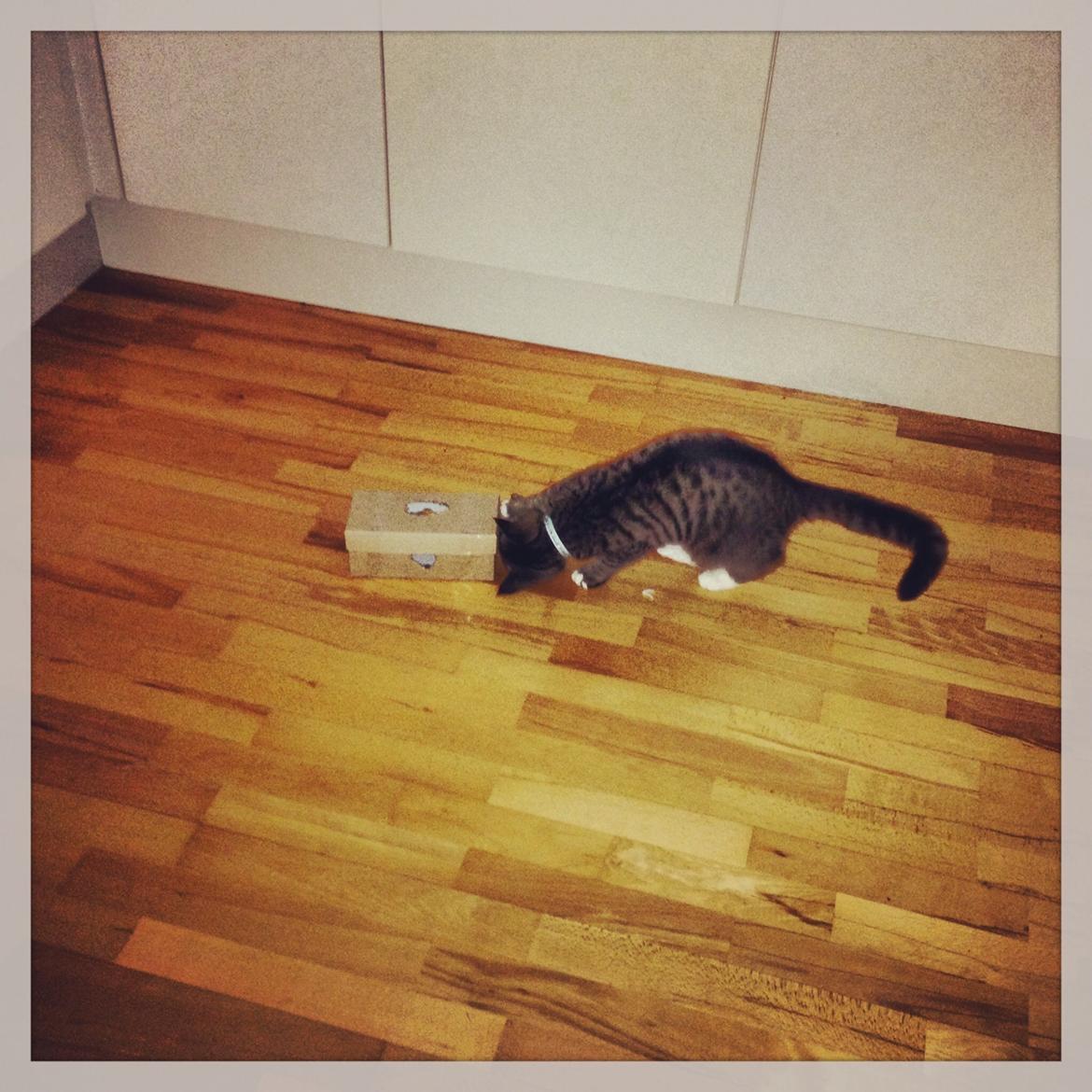 Huskat Mini R.I.P <3 billede 12