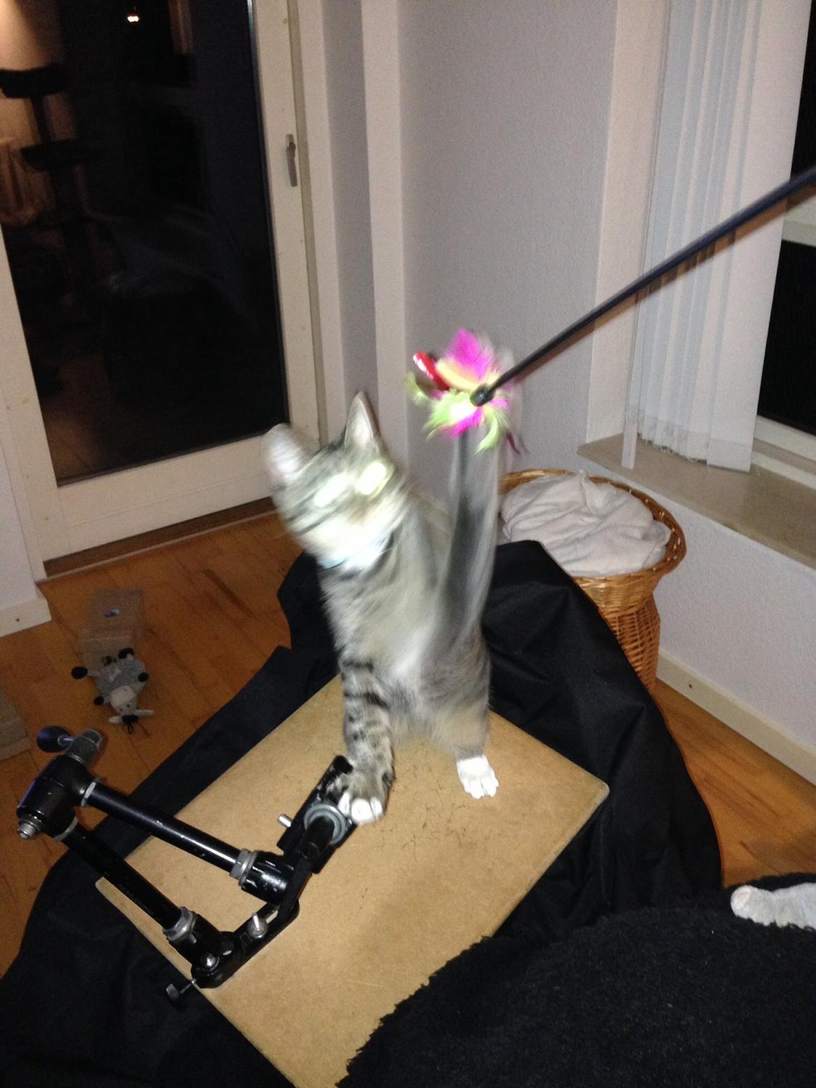 Huskat Mini R.I.P <3 billede 13