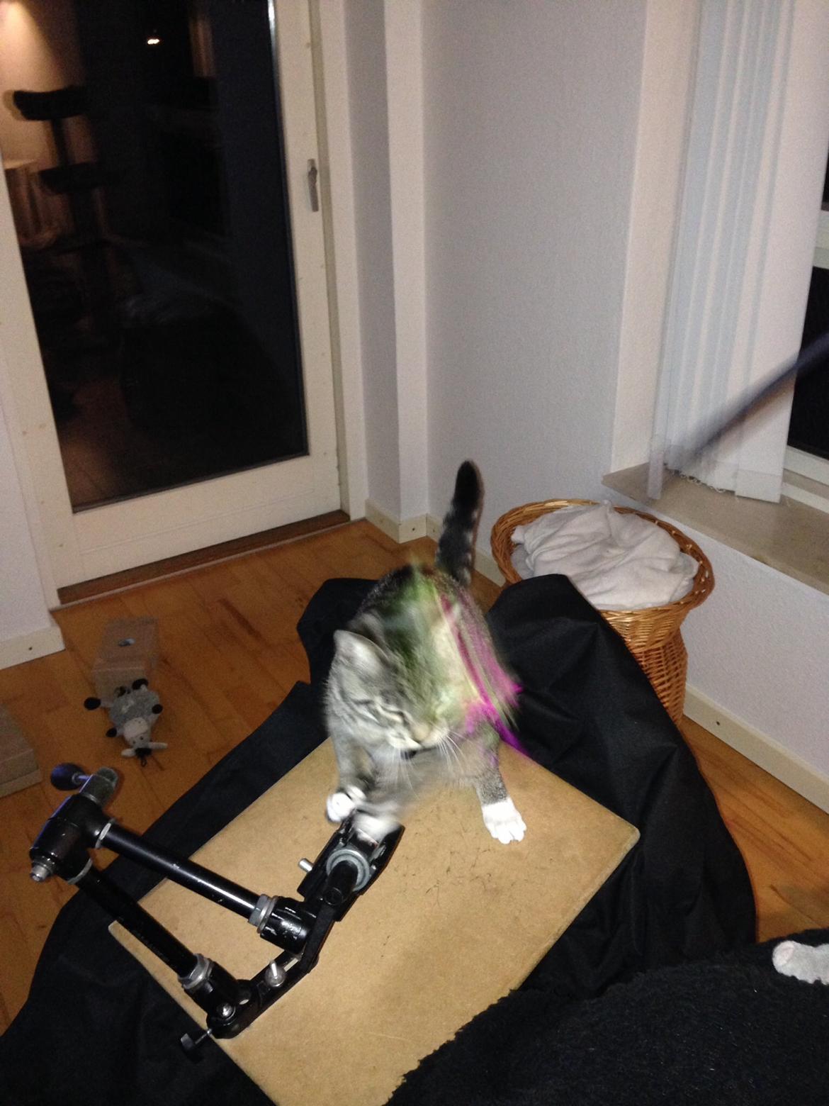 Huskat Mini R.I.P <3 billede 14