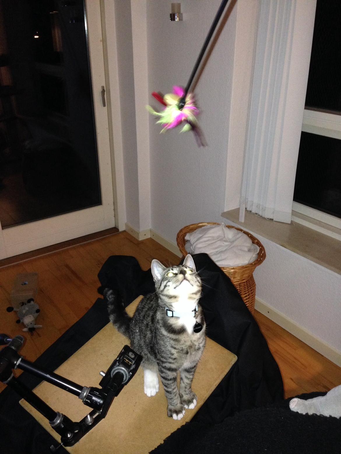 Huskat Mini R.I.P <3 billede 15