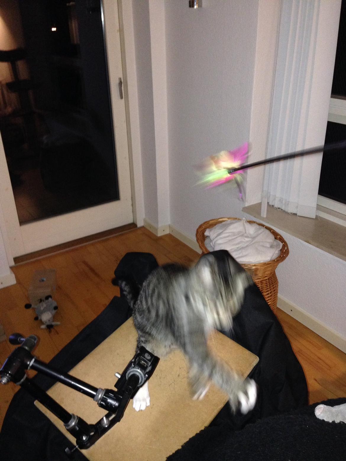 Huskat Mini R.I.P <3 billede 16