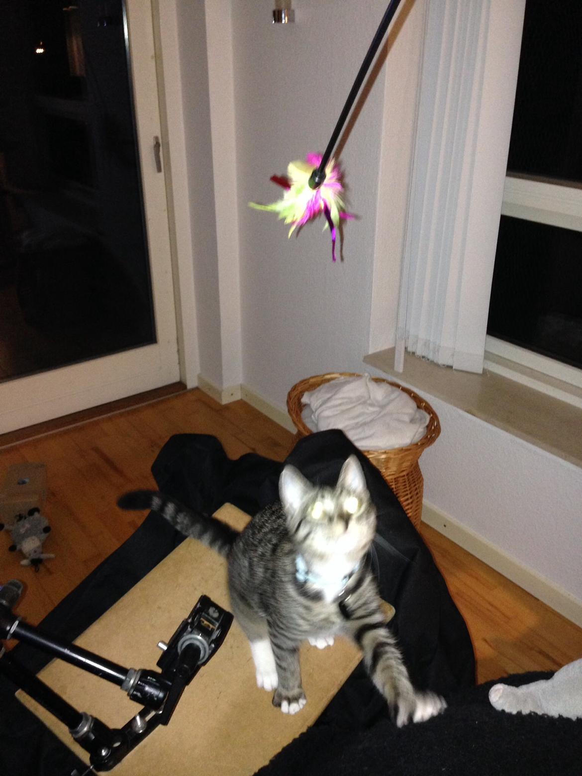 Huskat Mini R.I.P <3 billede 17