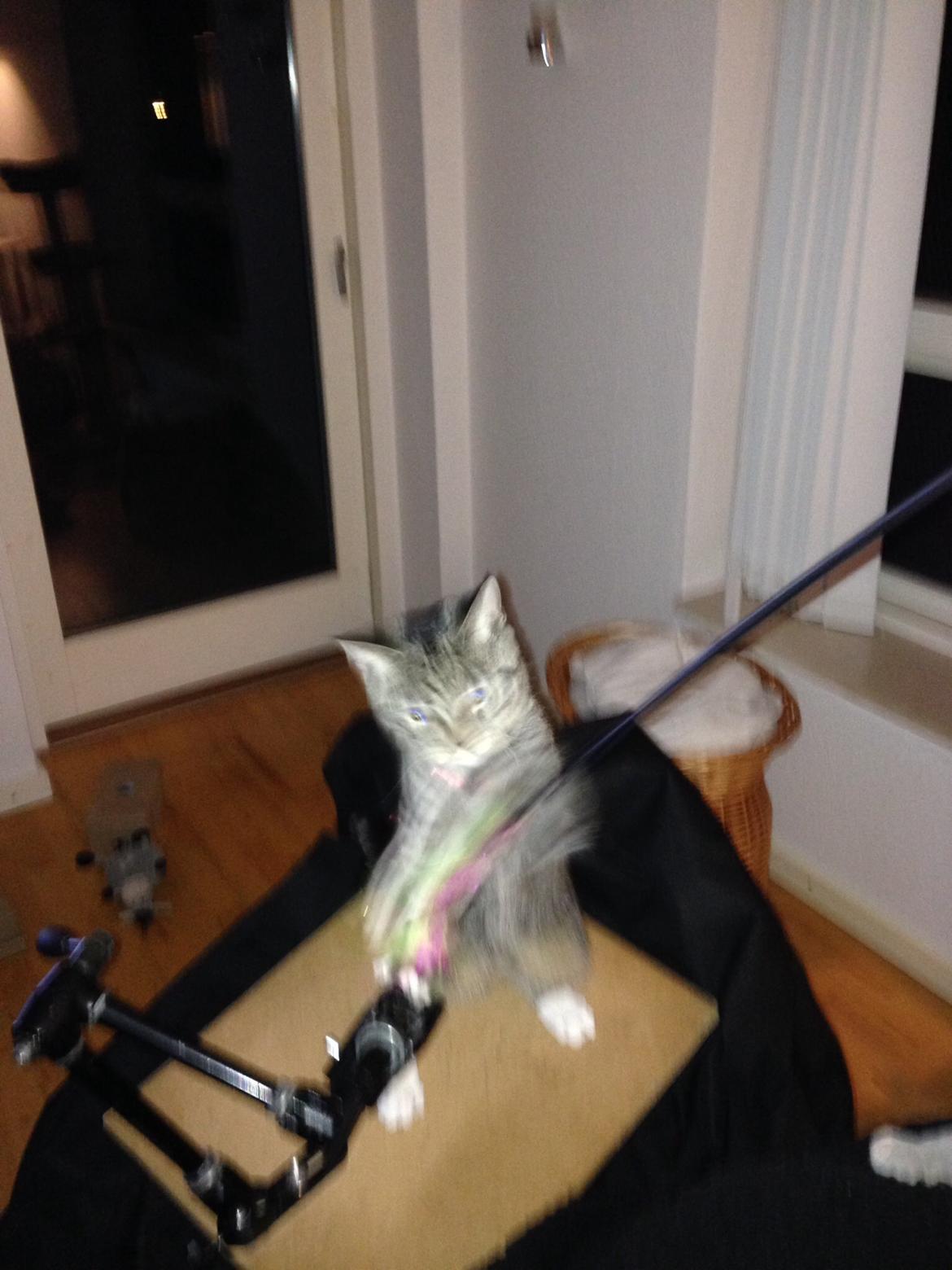 Huskat Mini R.I.P <3 billede 18