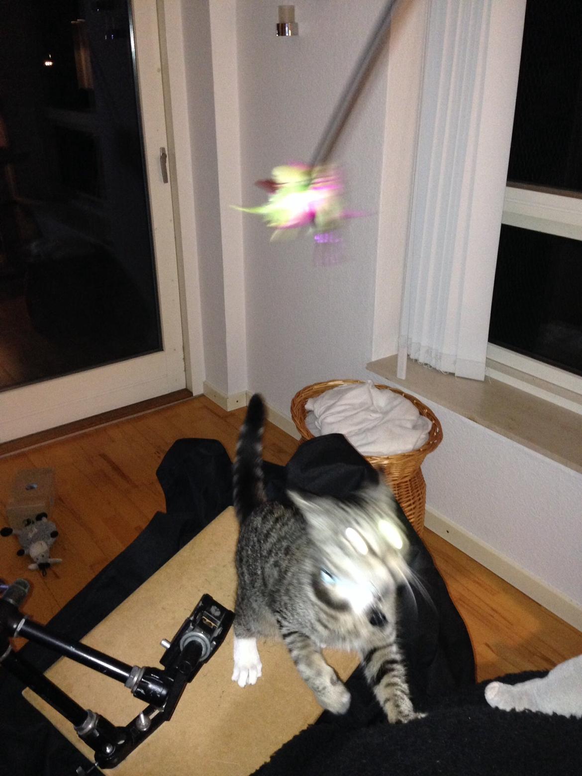 Huskat Mini R.I.P <3 billede 19