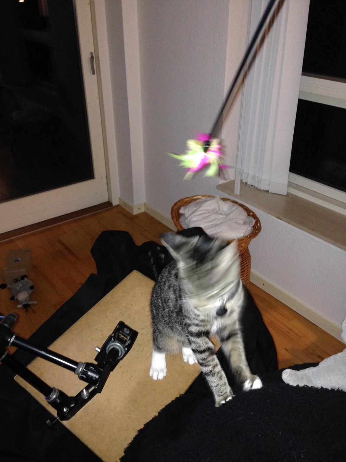 Huskat Mini R.I.P <3 billede 20