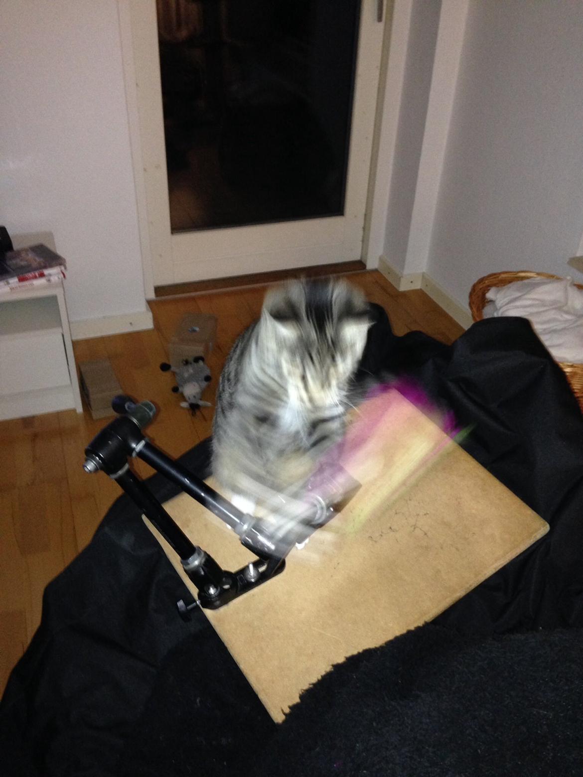 Huskat Mini R.I.P <3 billede 21