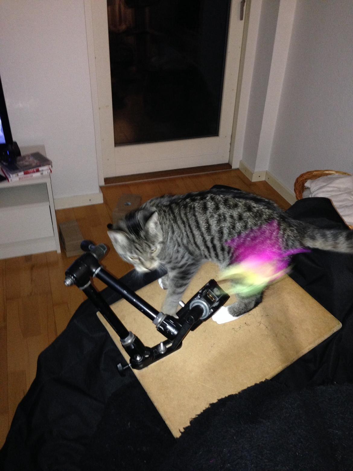 Huskat Mini R.I.P <3 billede 22