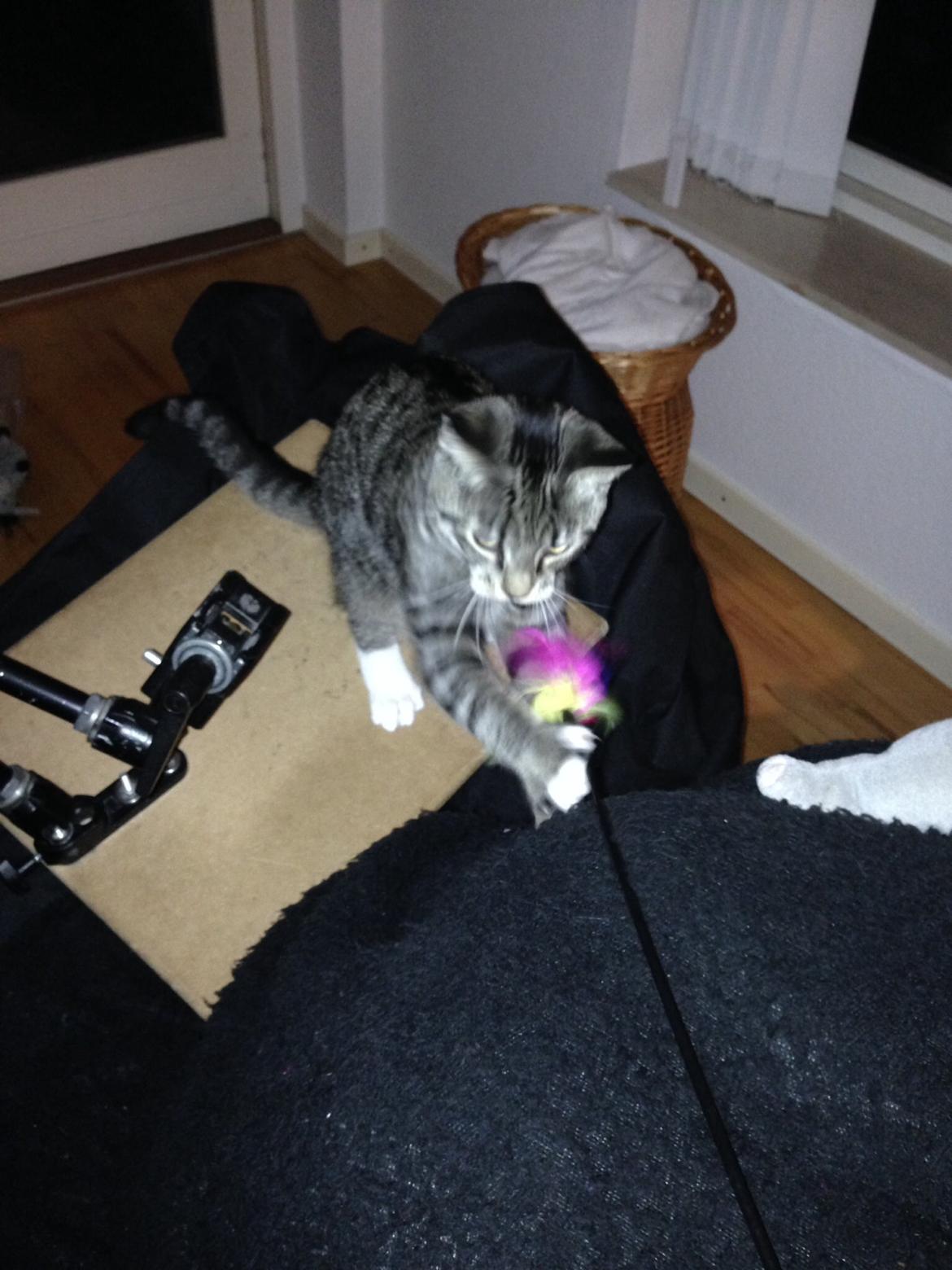 Huskat Mini R.I.P <3 billede 23