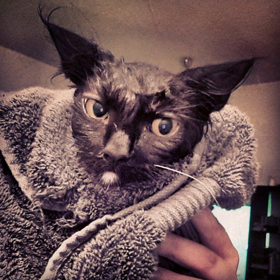 Blanding af racer Pjevs - Ny vasket Pjevs <3 .. Ikke et hit, men dufter dejligt .. og det er nu hyggeligt at ligge i et varmet håndklæde (:  billede 19