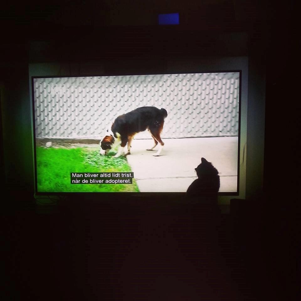 Blanding af racer Pjevs - Største fan af Animal Planet (: .. Pjevsen er glad for vores store TV pakke herhjemme .. billede 20