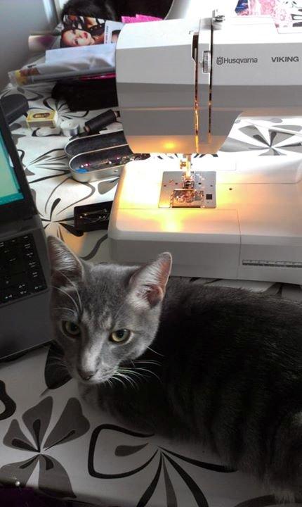 Huskat Kili billede 8