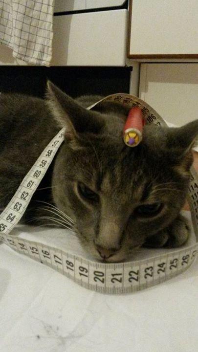 Huskat Kili billede 9