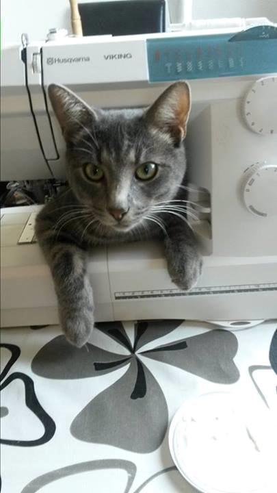 Huskat Kili billede 10