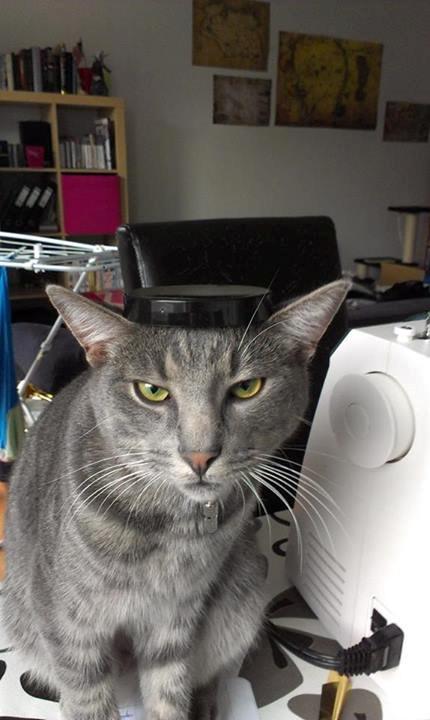 Huskat Kili billede 11